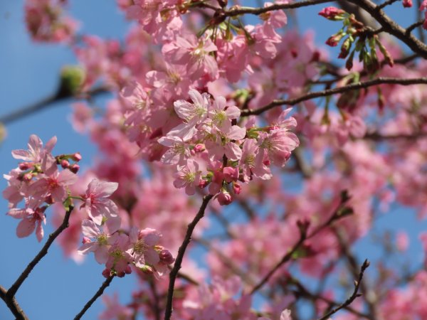 陽明山2停［杜鵑茶花園］櫻花盛開2437274