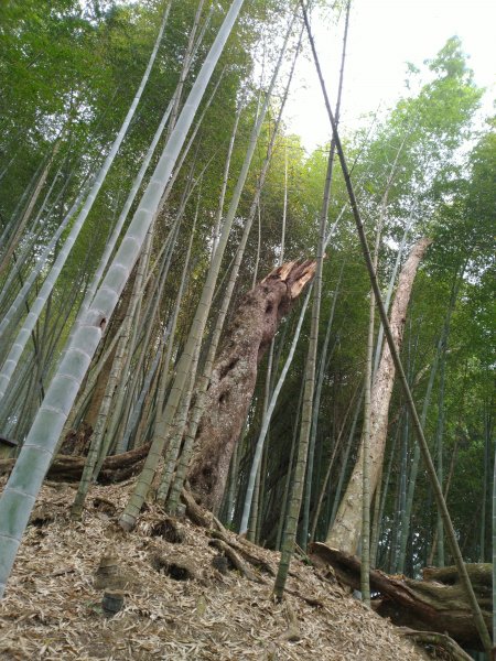 2023-02-26 登嘉南雲峰巧遇草嶺櫻花季2043955