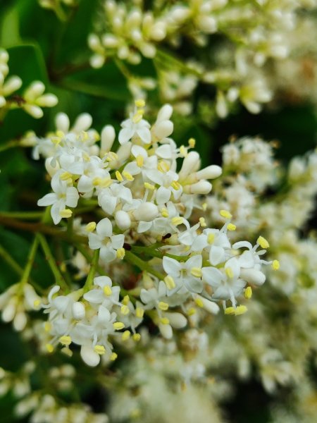 台中大甲鐵砧山2769469