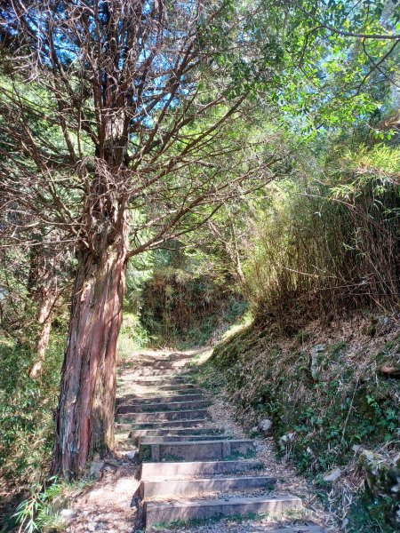 【台中和平】大雪山啞口觀景台步道2933079