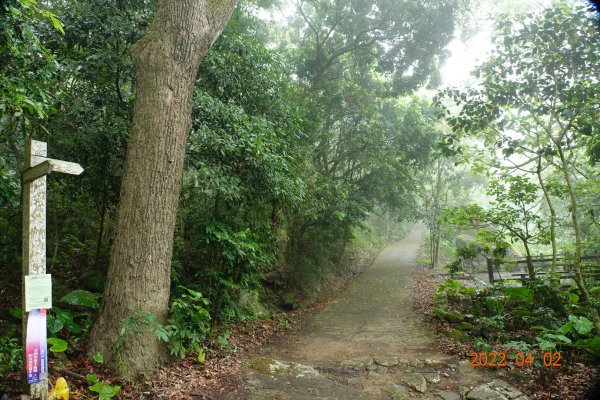 臺南 南化 王爺崙山1664009