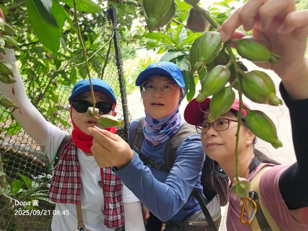 20250921平溪石筍尖連走赫山(三坑山)O型走2894467