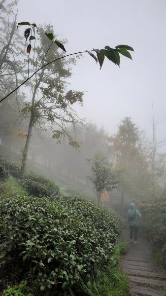 《南投》霧鎖銀杏林｜武岫農圃銀杏林觀景步道及長源圳古道202110231495717