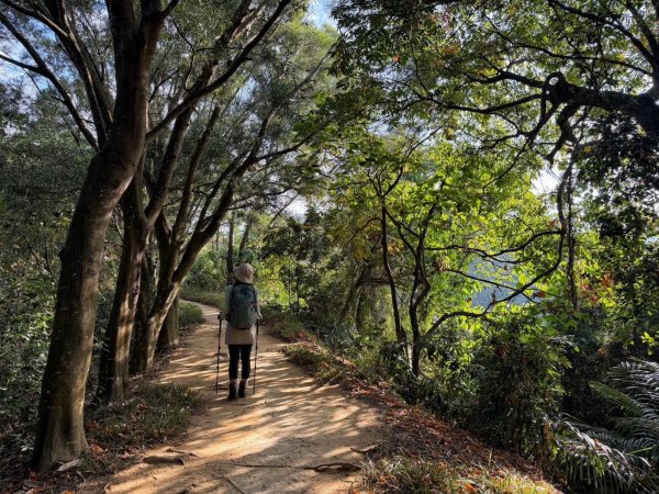 龍過脈森林步道2960918