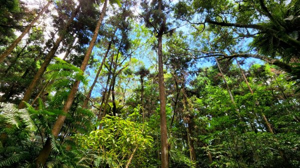 塔曼山，拔刀爾山，美鹿山南峰，內洞林道，大刀山，啦卡登山步道，桃園枕頭山，阿姆坪生態公園，大溪坪古道1795489