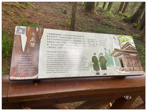 阿里山神木群棧道2771581