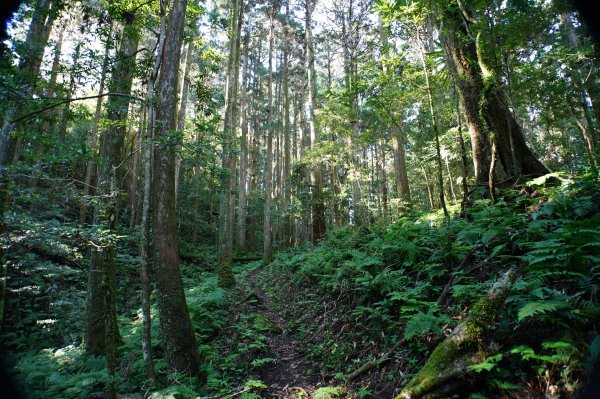 新竹 五峰 鳥嘴山、大窩山2956866