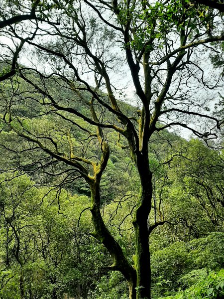 走遍陽明山：擎天崗系｜景遠心自闊，潺潺溪水聲洗去一身憂2113815