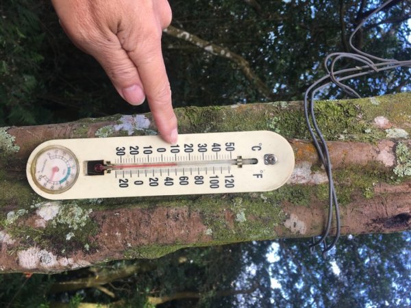 梅花撲鼻香2686602