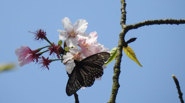 天龍國阿伯的日常-雲山水花鳥蝶3/212458200