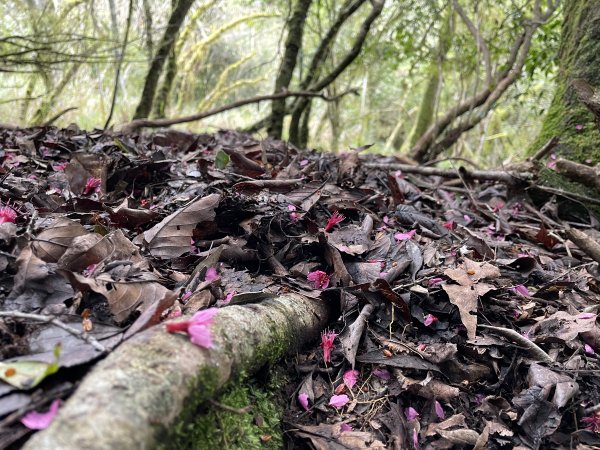 迴頭彎上鍛鍊山海鼠山O型縱走(下)1312441