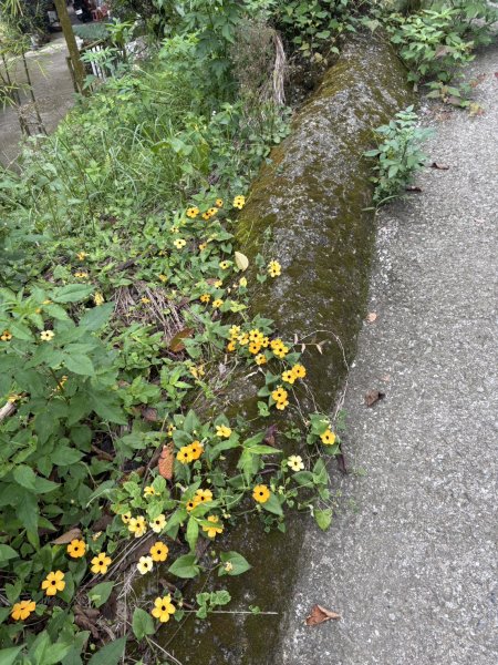 20251019伍龍步道-梅峰-竹子尖山-福光山2924087