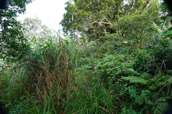 桃園 復興 牌子山、金平山2952210