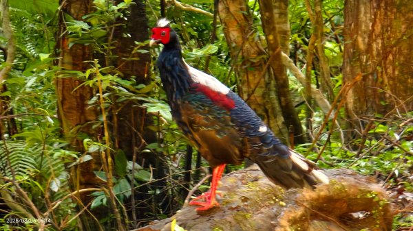 #新店四十份 #翡翠水庫壩頂 #夜景 #曙光 #雲海 #雲瀑 #藍腹鷴 8/62852930