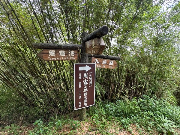 九芎湖步道群：九福、觀南、霽月步道走一圈3073030