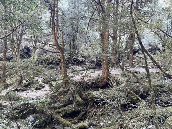 干卓萬橫斷 2024 11/29 四天三夜2865566