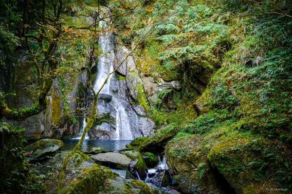 [冬訪大霸聖山岳參行]-大鹿林道東線榆金楓紅與九九山莊精選輯2974704