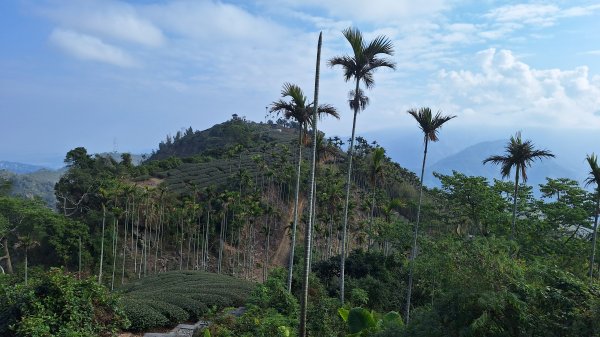 雲嘉大尖山(挑筍古道上)11502093045219