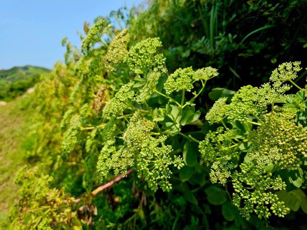 螺山自然步道-(外島)臺灣百大必訪步道2849935