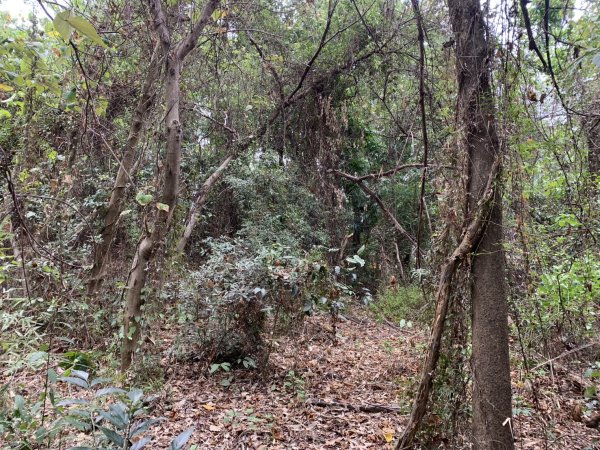 20250531屏東南勢湖山2803231