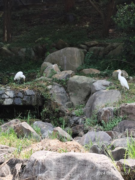 大安森林公園、大港墘公園【走路趣尋寶】【臺北健走趣】2581481