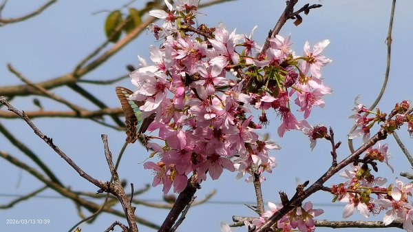 #西龍巖寺 #八里療養院 #黃花風鈴木 #青帶鳳蝶 #虎山 #101大樓  3/133014414