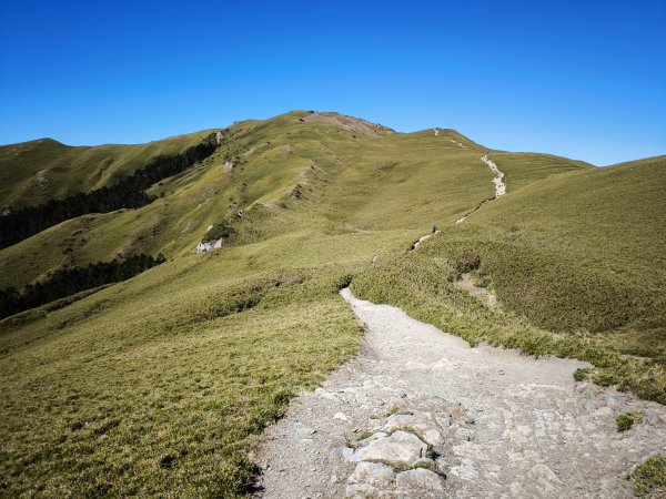 2025-11-07 合歡北峰、小溪營地、鷹石尖、北峰名樹2934339
