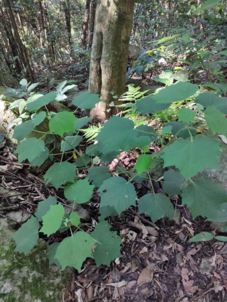 步道巡訪員 l 東卯山與老獵人的親子對話-第六話1058453