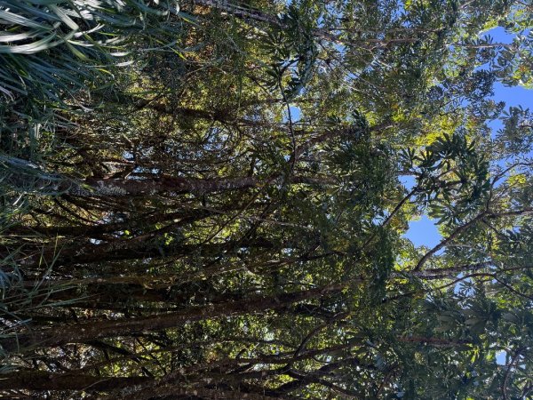 1141215塔山步道2962706