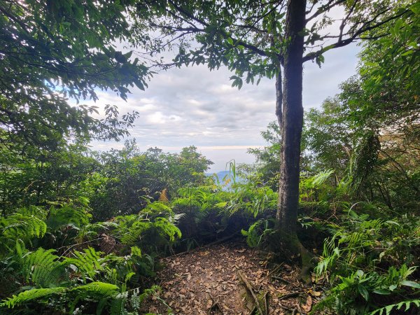 20250105鵝公髻山雲霧步道2726330