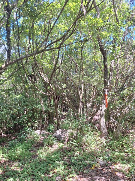 頭城鷹石尖+七兄弟山+外大溪山O形(明山寺起登)202508302876561