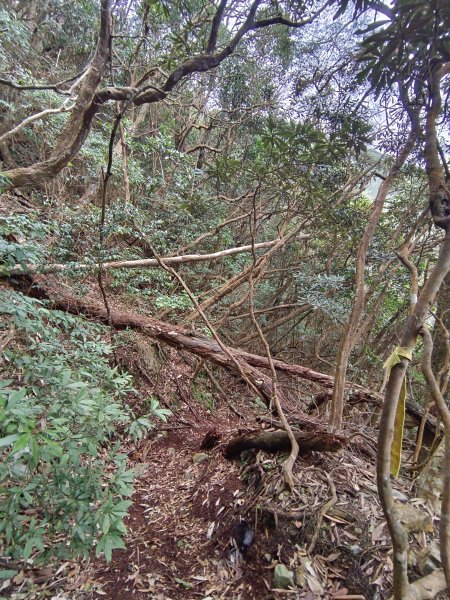 南松鶴登八仙山（113年1月）2409965