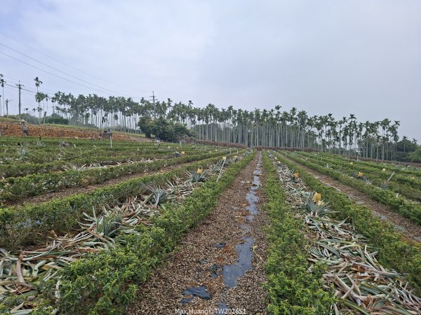 《南投》幸運之花｜草尾嶺步道賞血藤花202603293025006