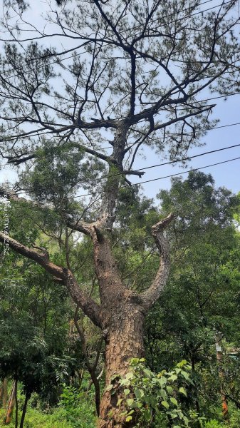 《台中》悠然雅緻｜后里毘盧禪寺小O精華步道202504042752305