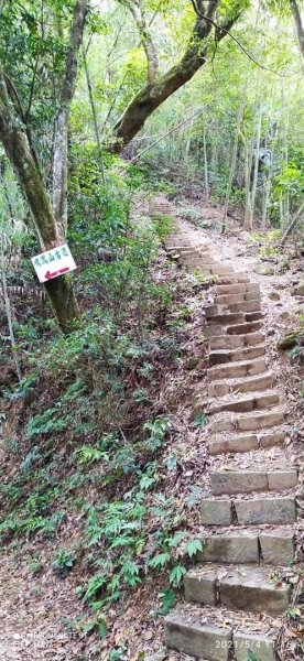 鳴鳳古道+鐘樓古道- 路徑親民、林木茂密1373535