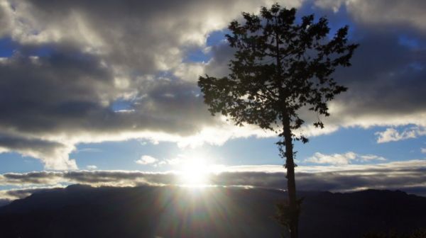 阿里山觀日出  信義賞櫻梅273852