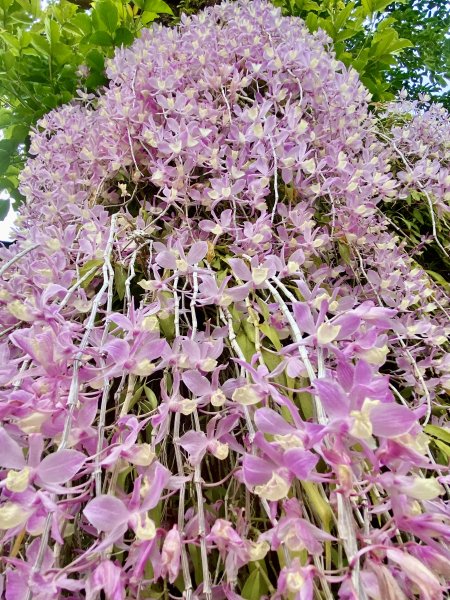 嘉義賞花趣--天宮石斛花瀑、竹崎公園花旗木    2021/4/141349457