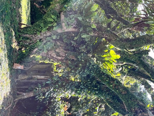 20250310_淡蘭古道北路第三段：澳底到石城車站2855720