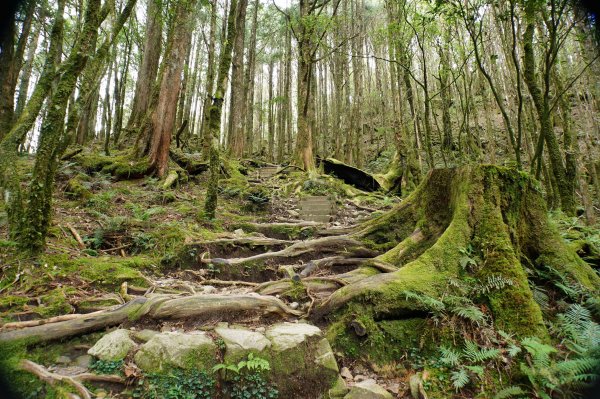 台中 和平 南松鶴山、八仙山、東松鶴山2877979