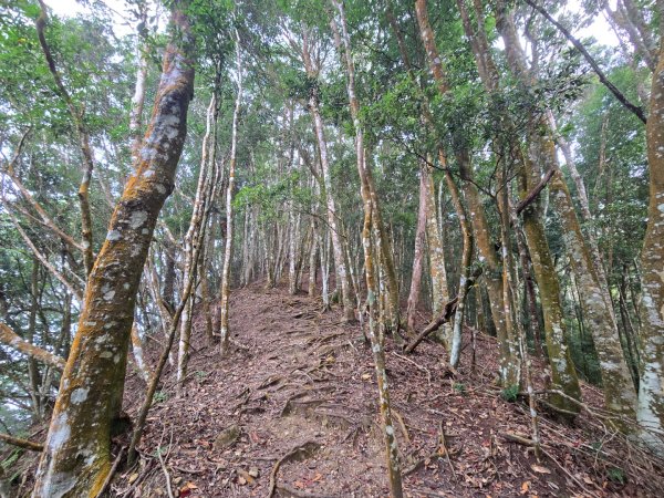 水雲三星～上島山（鳥嘴山）2931249