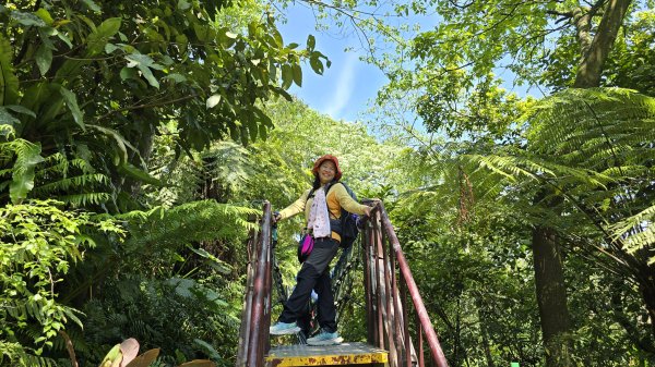 2025桐花大爆發，台灣最大的賞桐花景點，土城桐花公園、天上山及火焰山的桐花大爆發2776449