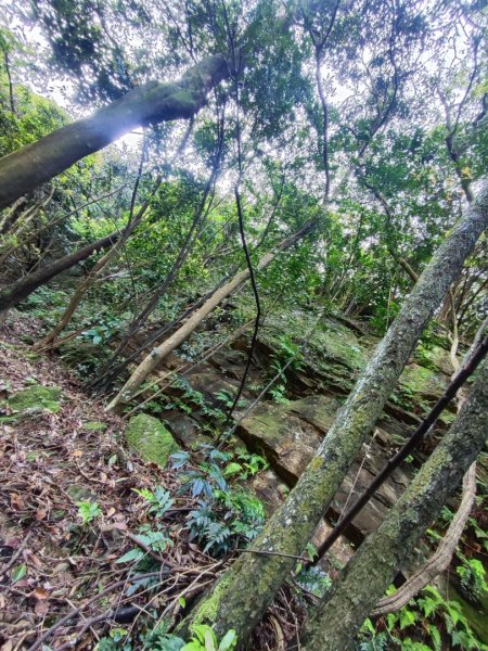 新山夢湖-友蚋山-友蚋南峰-五指山古道2755374