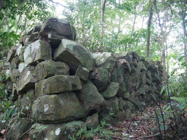 新北三峽：麒麟山找槍櫃、順遊竹崙山、雙港仔山、雙港仔山東峰