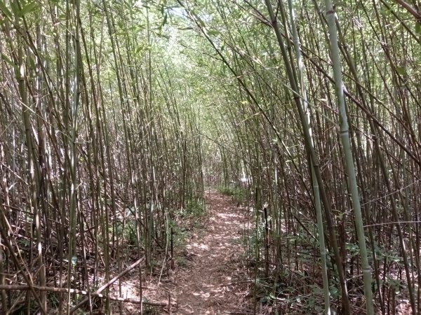 內湖區大丘田保甲路+開眼山+白石湖山+白石湖山東峰+大邱田山+消防山O型2858903