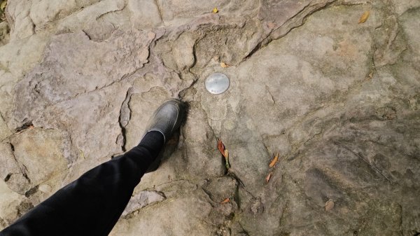 圓通寺烘爐地登山步道大O走3007125