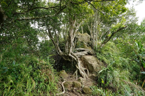 新竹 峨嵋 獅頭山、獅尾山、六寮山、猿山2450076