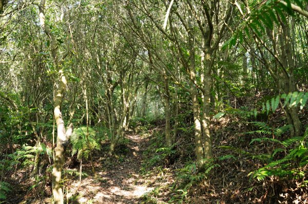 臺北 貓空圓山、貓空尖、十六分山、四面頭山、三玄宮山、鵝角格山、待荖坑山2585839