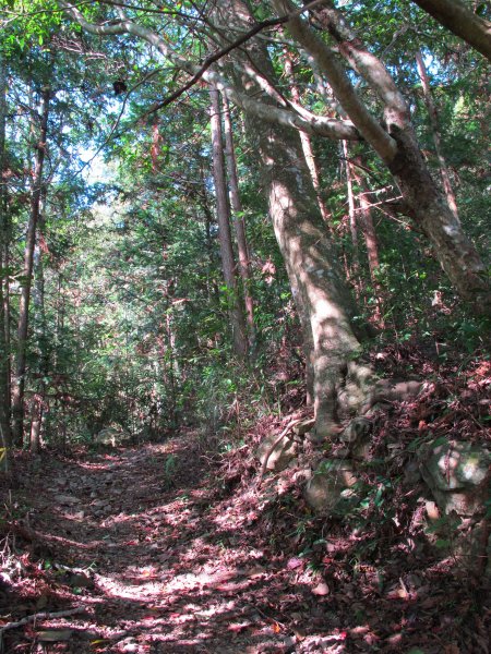 四壯士神木步道x阿冷山(北北峰)787462