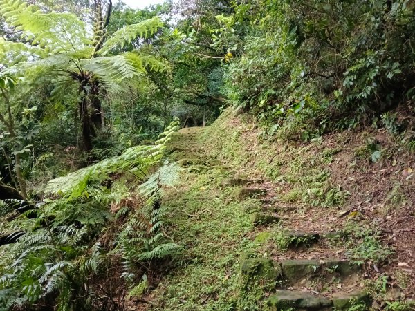 汐止區大尖山櫻花+秀峰瀑布O型3009386