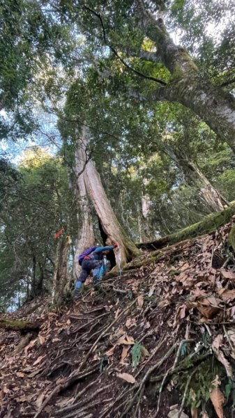 對關追龍貓🚌1970016